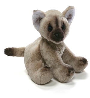 CAT/Himalayan – Huimin 5"