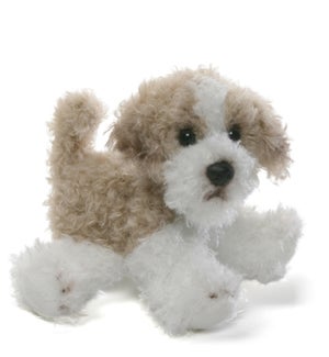 DOG/Maltipoo – Cindy 5"