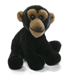 CHIMP/Cameron - 5"