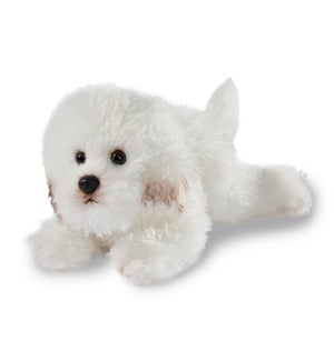 DOG/Bichon – Mei 9"