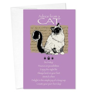 BD/Advice Cat