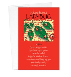 BD/Advice Ladybug