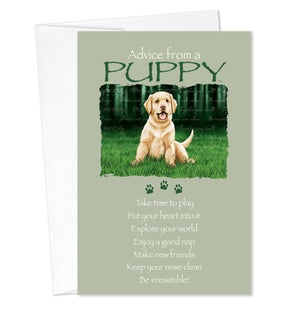 FR/Advice Puppy
