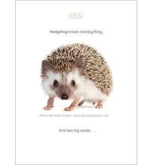 BD/Hedgehog Knows