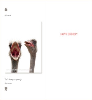 BD/Act Normal