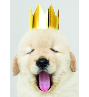BD/Fluffy Dog With Crown