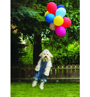 BD/Dog Carried by Balloons
