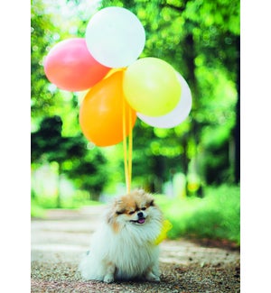 BD/Dog With Balloons