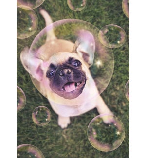 BD/Dog Playing With Bubbles