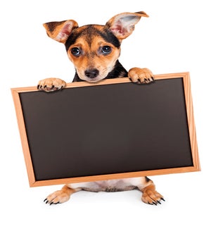 BBD/Puppy Holding Chalkboard