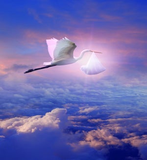 NB/Stork