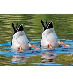 AN/Two Ducks Together