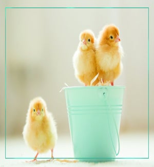BL/Chickadees