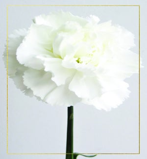 SY/Carnation