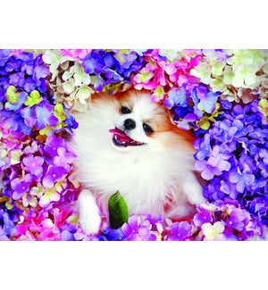 BL/Dog in Flowers