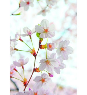 BL/Cherry Blossom Flower