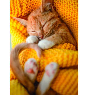 FR/Cat Snuggling in Blanket