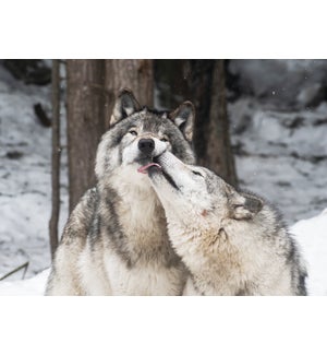 AN/Wolves