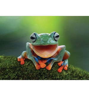 BL/Colourful Frog