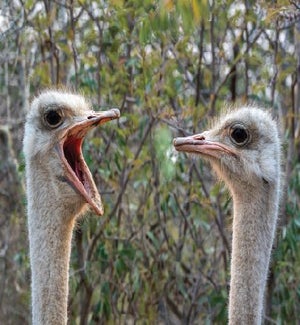 AN/2 Ostriches