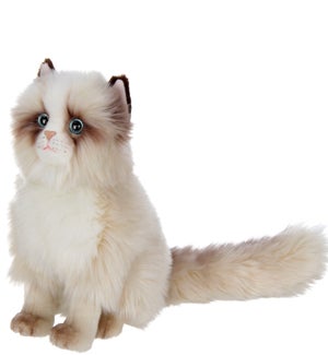 CAT/Tasha