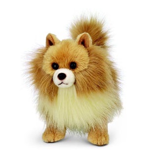 DOG/Rudy (Pomeranian)