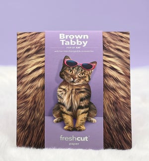 PET/Brown Tabby Cat