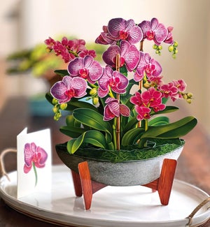 SAMPLE/Orchid Oasis