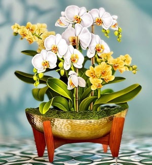SAMPLE/Serenity Orchid