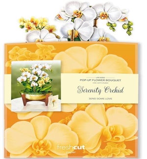 POPUP/Serenity Orchid