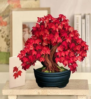 SAMPLE/Red Maple Tree