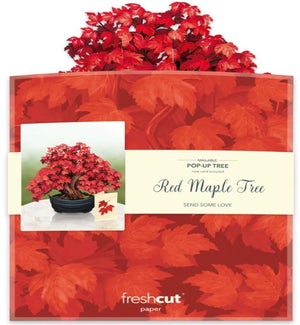 POPUP/Red Maple Tree