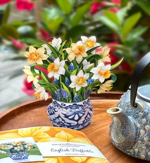 MINISAMPLE/English Daffodil