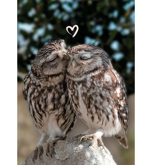 RO/Loving Owls