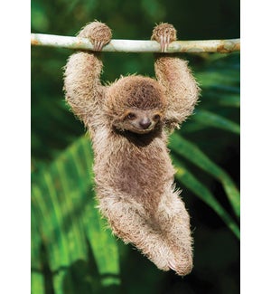 EN/Hang In There Sloth