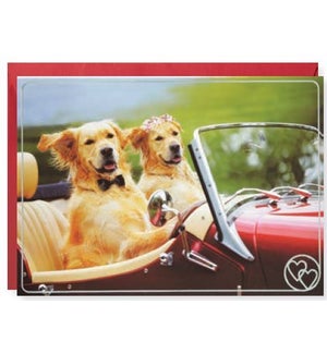 AN/2 Dogs Driving Convertible