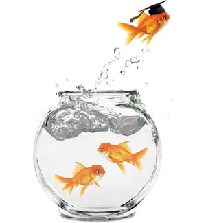 GR/Goldfish Jumping From Bowl
