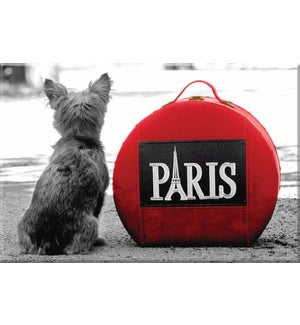 MAG/Dog In Paris