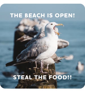 COASTER/Beach Is Open