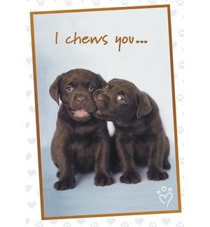 AN/Chocolate lab pups
