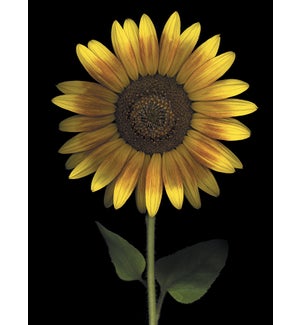 BD/Sunflower