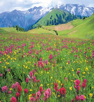 BL/Wildflowers & mountain