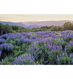 BL/Field of Mountain Lupine