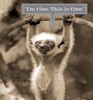 EN/Lemur blue eyes hanging