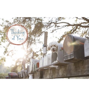 TOY/Mailboxes with dog in one