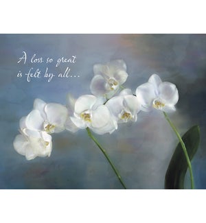 SY/White orchids
