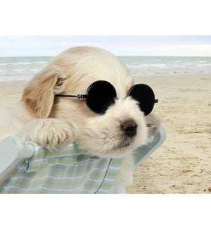 BD/Dog in sunglasses at beach