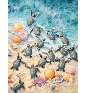 BD/Turtles on shoreline
