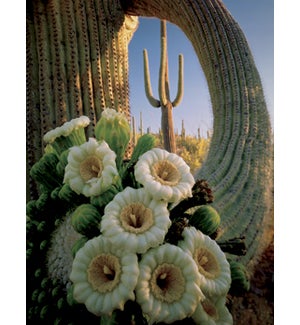 NOTECARD/Blooming cactus