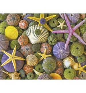 NOTECARD/Seashell & starfish